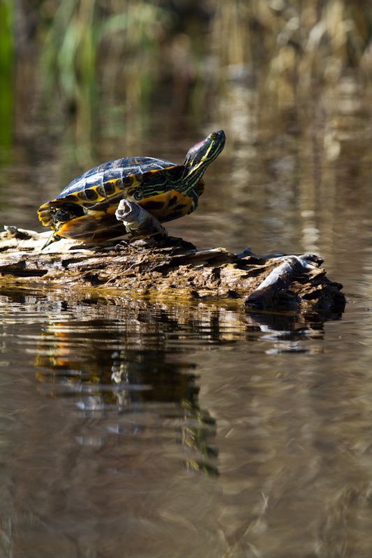 Turtle Sunning On Log